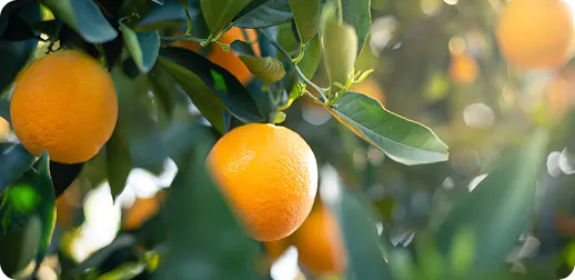 Immunix - Citrus