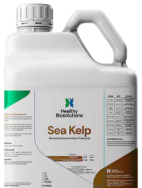 Sea Kelp - Galão