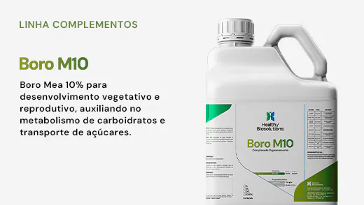 Boro M10