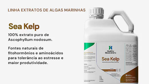 Sea Kelp